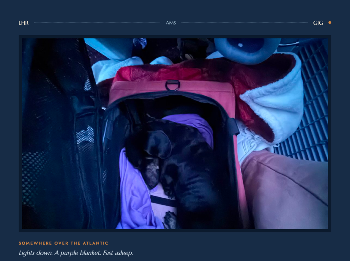 Paws on Board — The In-Cabin Travel Guide
